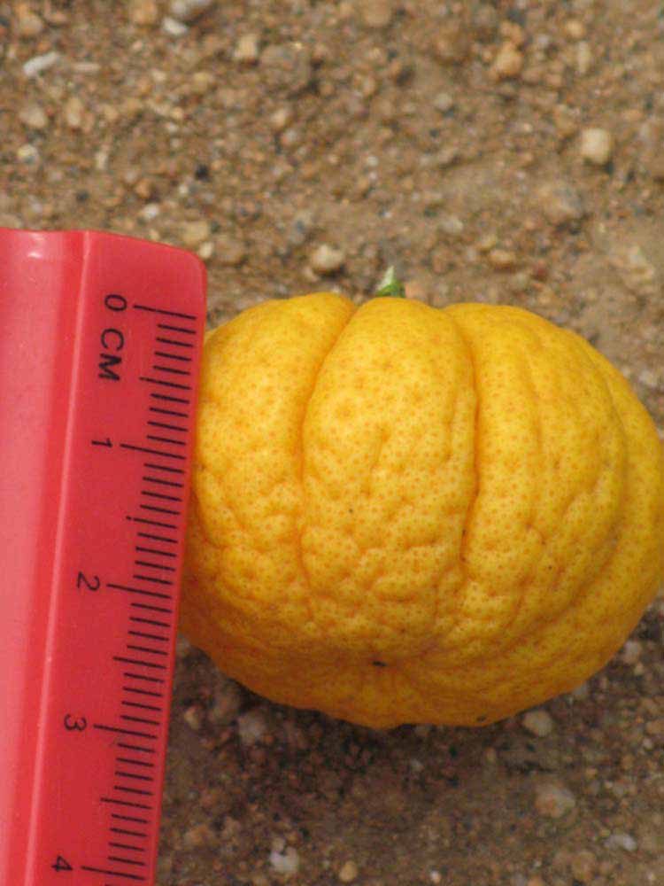            Fruit (Riverside, CA)   